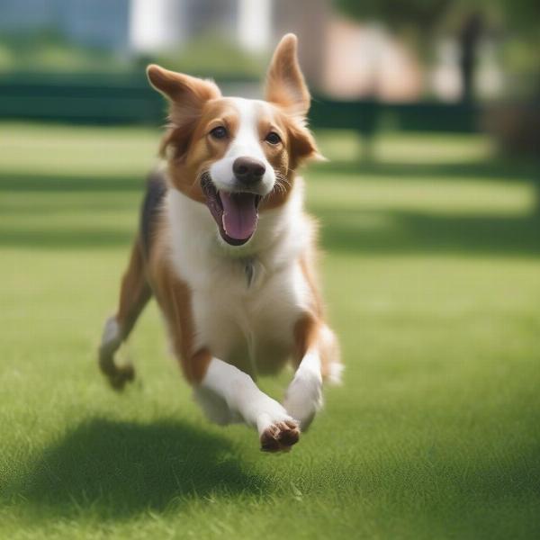 Dog Playing in a Fenced Yard