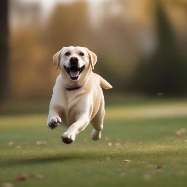 Dog playing freely in a park