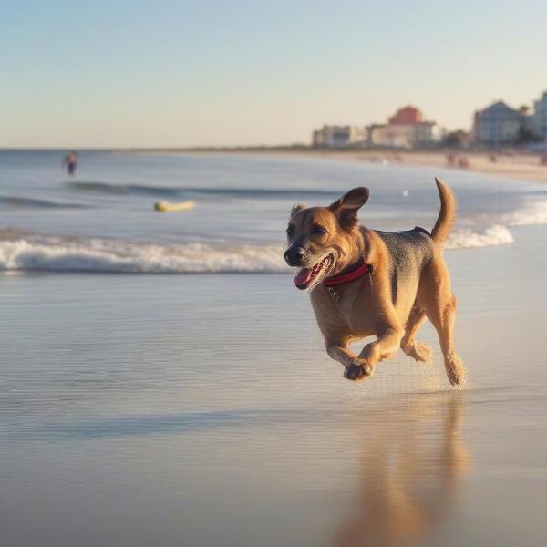 A dog playing fetch on a Charleston beach