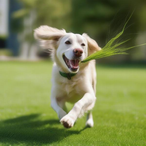 Dog enjoying a safe lawn