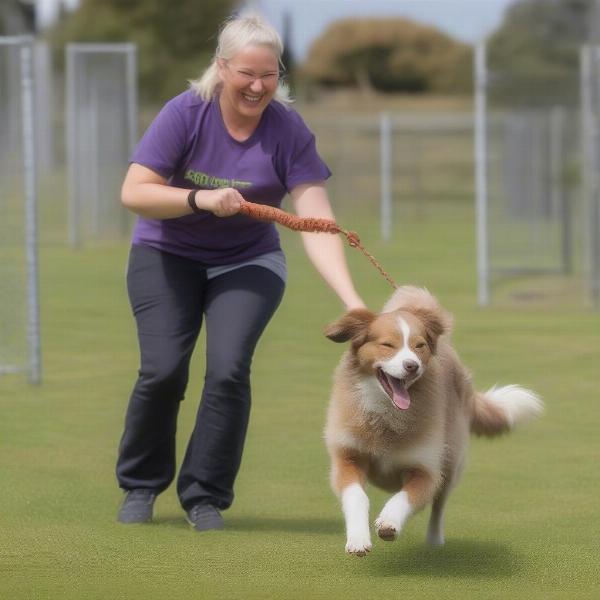 Happy dog playing with a staff member at a Palmerston North dog kennel.