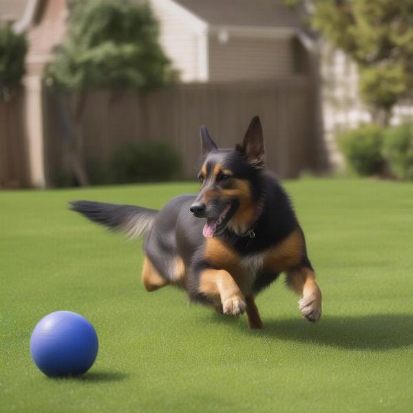 Dog Playing Safely in a Rodent-Free Yard