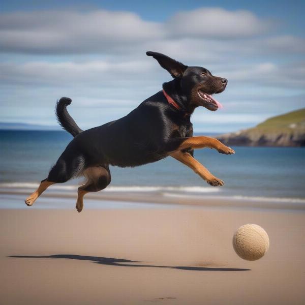 A dog playing fetch on a sandy Scottish beach.