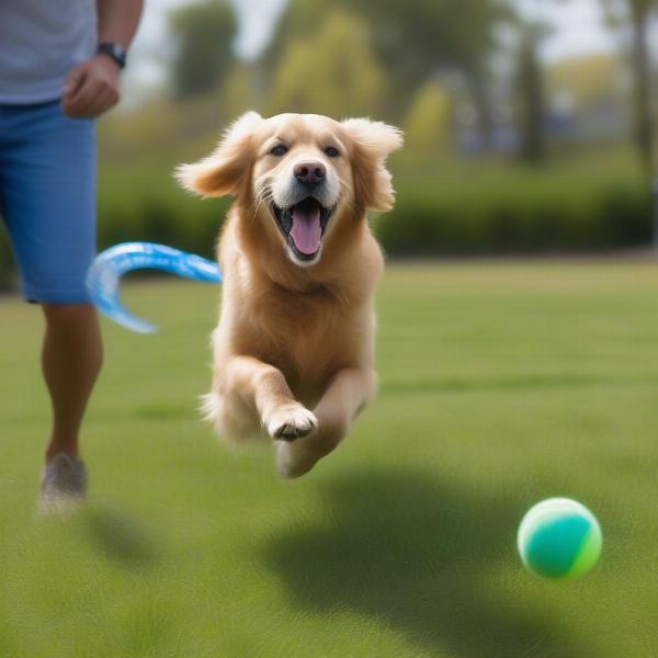 Dog playing fetch with a bong launcher toy