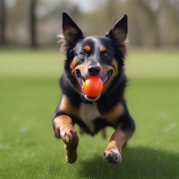 A dog playing with a Jolly Egg outdoors in a park.