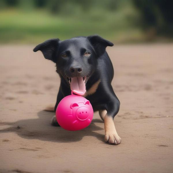 Dog Playing with a Pig-Shaped Toy