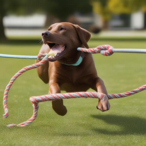 Dog Playing with Reindeer Rope Toy