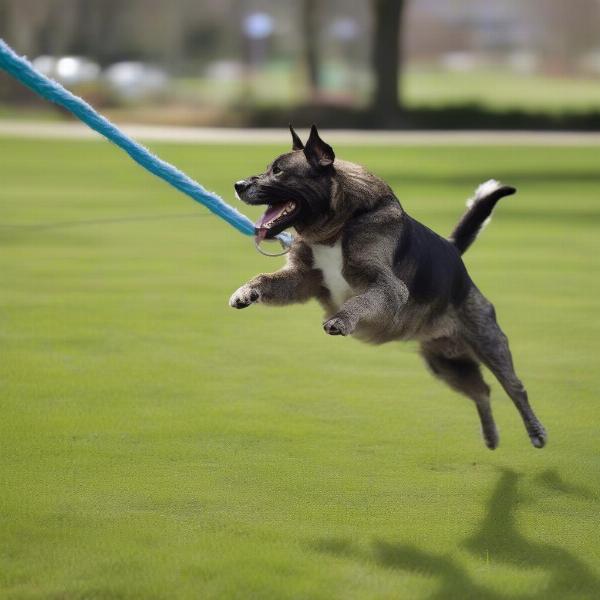 Dog happily playing with a spring pole