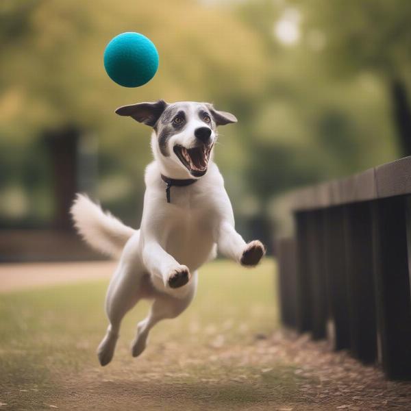 Dog Playing with Webbox Ball