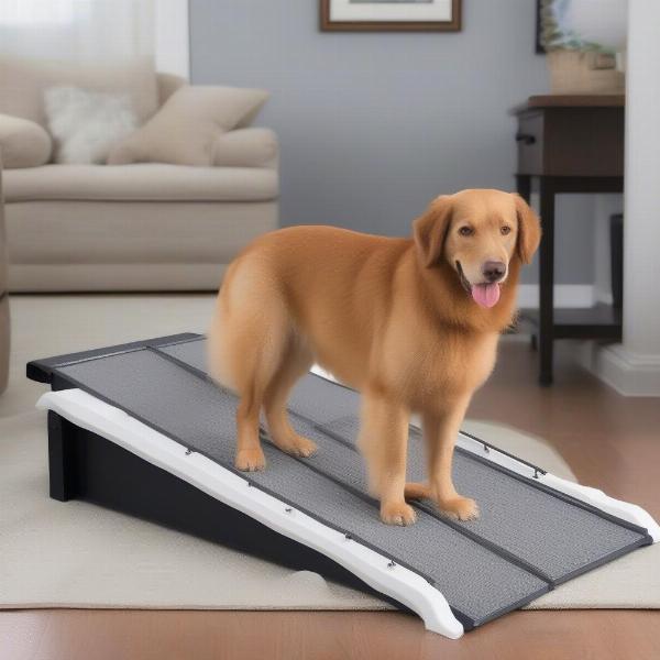 Different Types of Dog Ramps for Docks