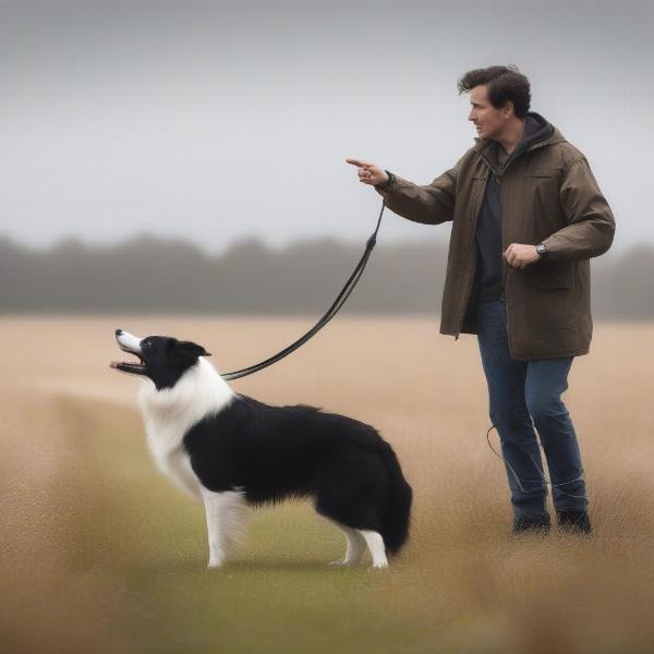 Dog undergoing recall training with a long leash