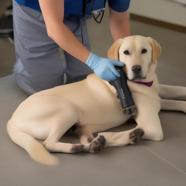 Dog Receiving MagnaWave Therapy for a Leg Injury