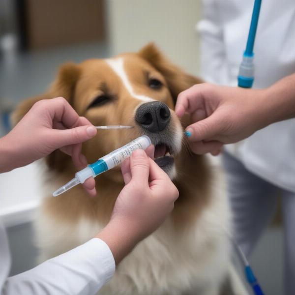 Dog Receiving Oral Nystatin Suspension