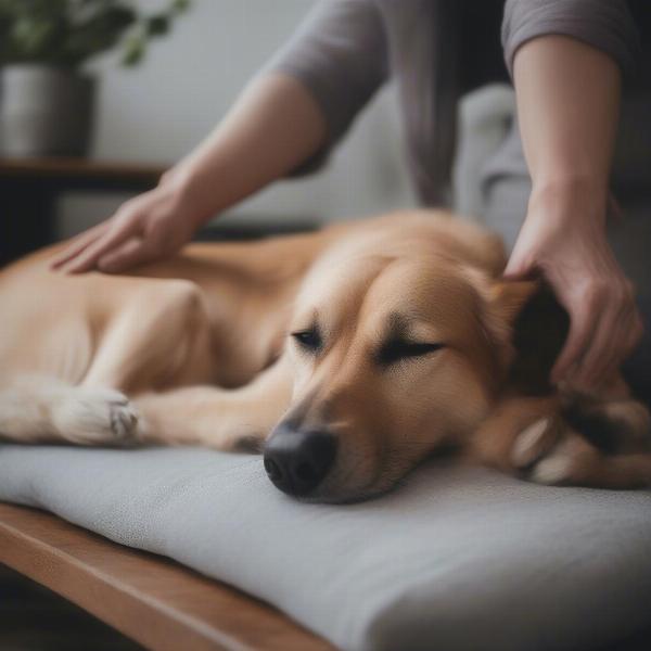 Dog Receiving Reiki Healing