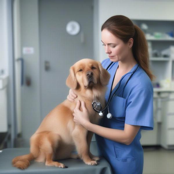 Dog Receiving Veterinary Care