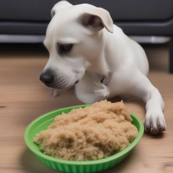 Dog Recovering from Spay with Bland Diet