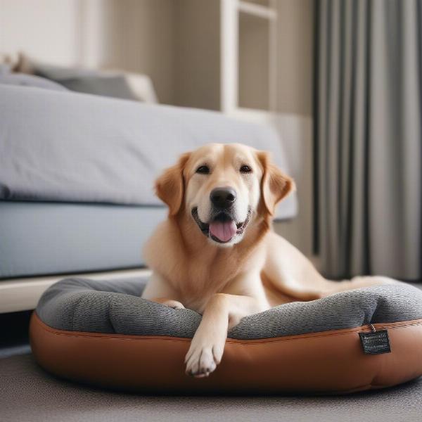 Dog Relaxing in a Dog-Friendly Hotel in St. Simons