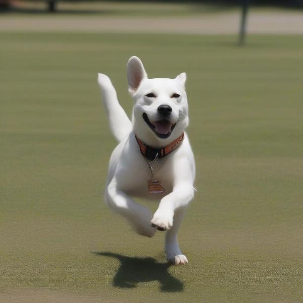 A dog responding to an Acme dog whistle