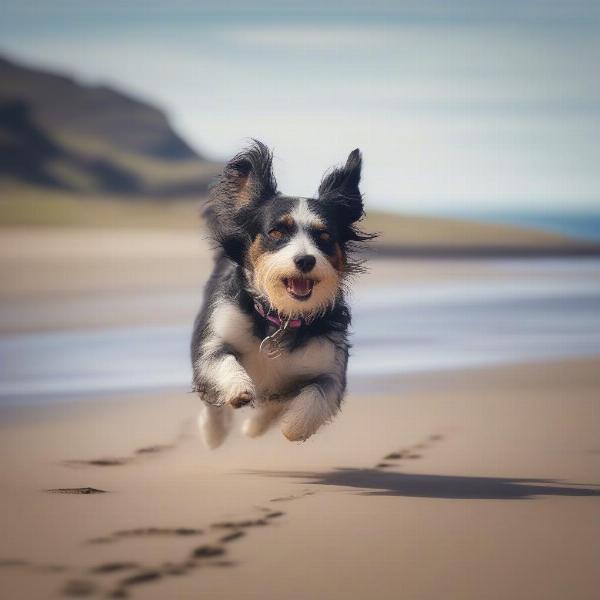 A dog running on a Scottish beach