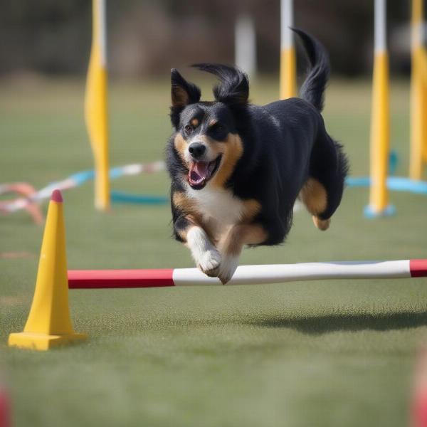 Dog Running Through Agility Tunnel Obstacle Course