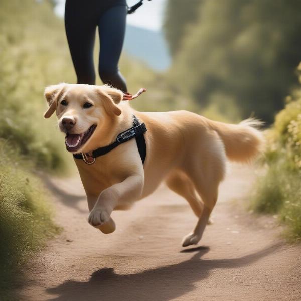 Dog Running with a Hands-Free Lead