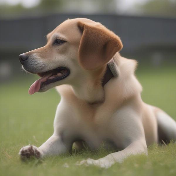 Dog scratching ear due to flies