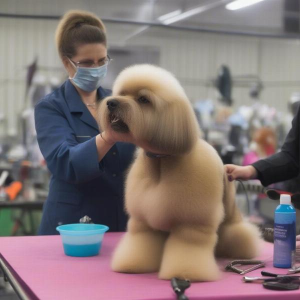 Dog Show Grooming