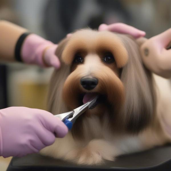 Dog Show Grooming