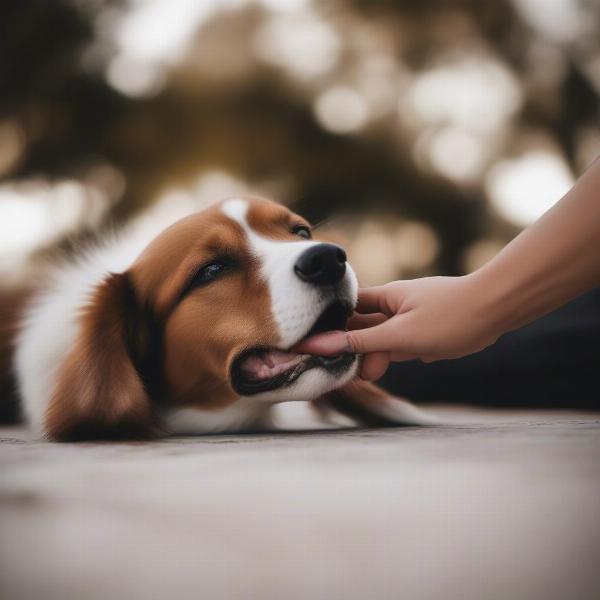 Dog Showing Affection