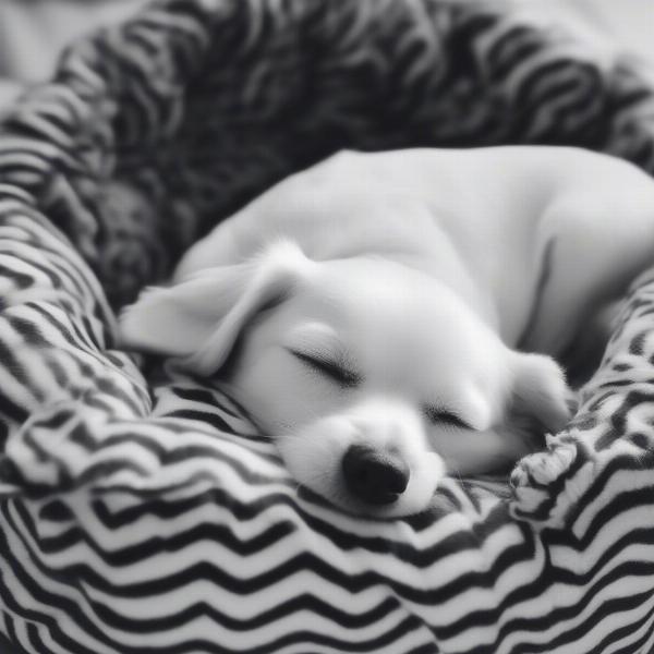 Dog Sleeping Peacefully in a Black and White Dog Bed