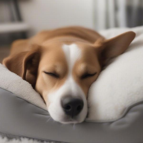 Dog Sleeping Comfortably in Clearance Bed