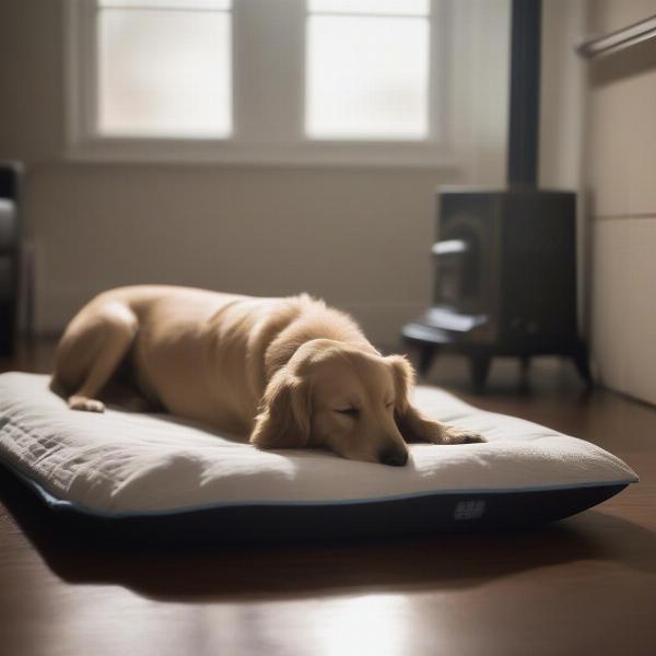 Dog sleeping comfortably in a cool room