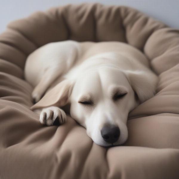 Dog Sleeping on Suede Bed