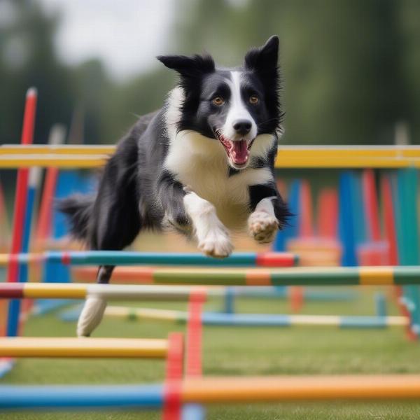 Dog navigating an agility course