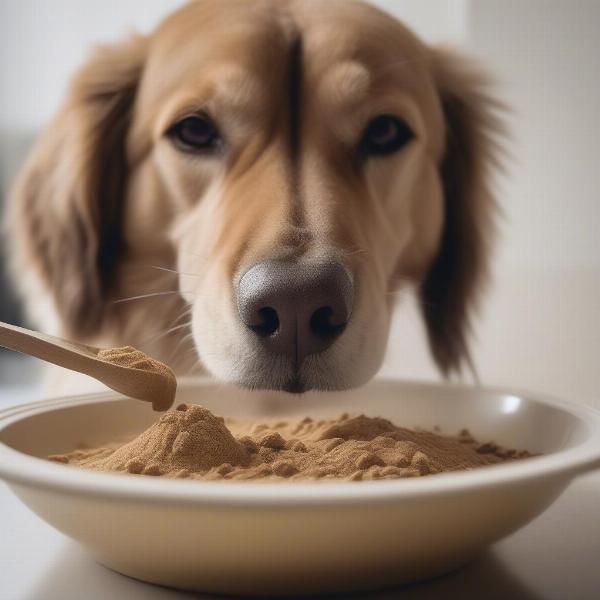 Dog Taking Lion's Mane Supplement