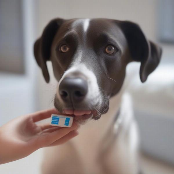 Dog Taking Medication