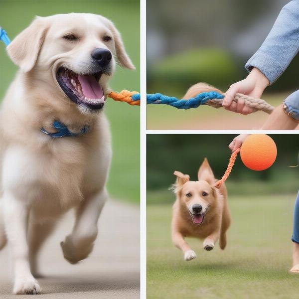 Benefits of Using a Dog Toy Leash