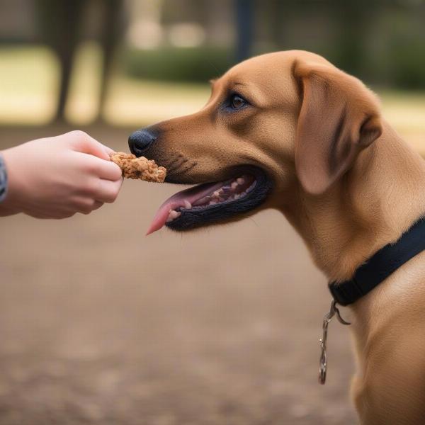 Dog Training with Positive Reinforcement in Anderson SC