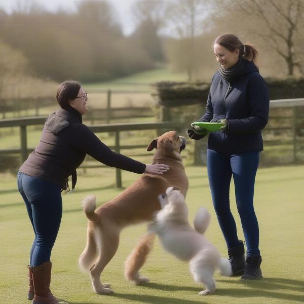 Dog Training in Inverness