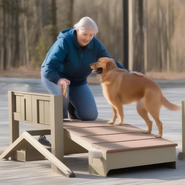 Dog learning to use a ramp with positive reinforcement