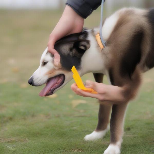 Using a Dog Treat Holder During Training