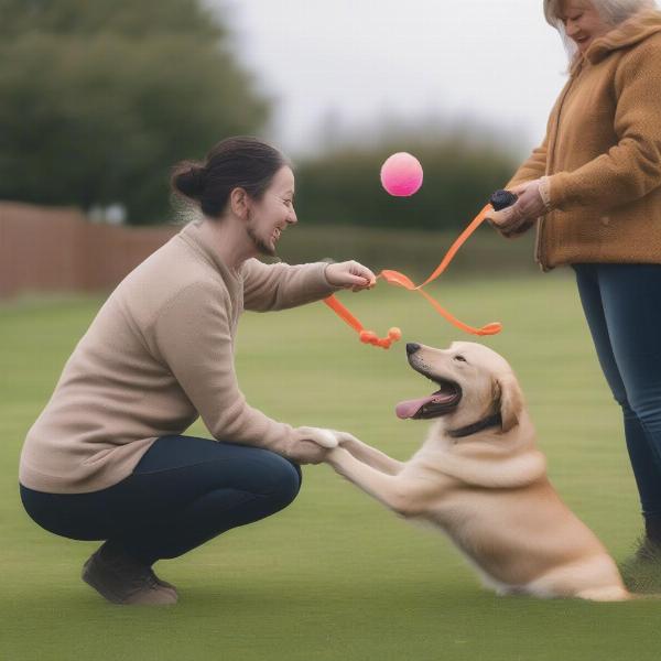 Making dog training fun and engaging in Worcester