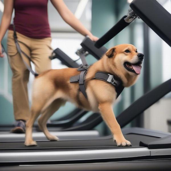 Dog on a Treadmill Exercising