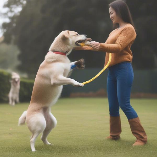 Dog tug rope safety tips for interactive play