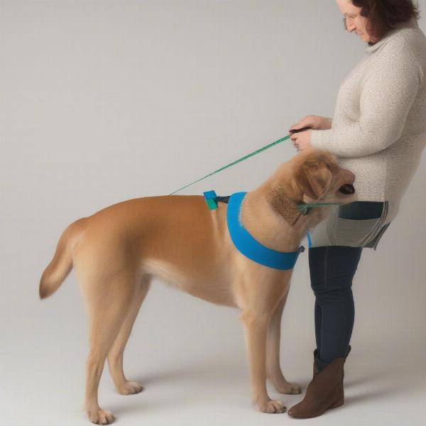 Measuring a dog for a turtleneck sweater