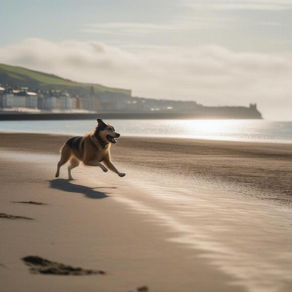 Dog walking on Aberystwyth beach