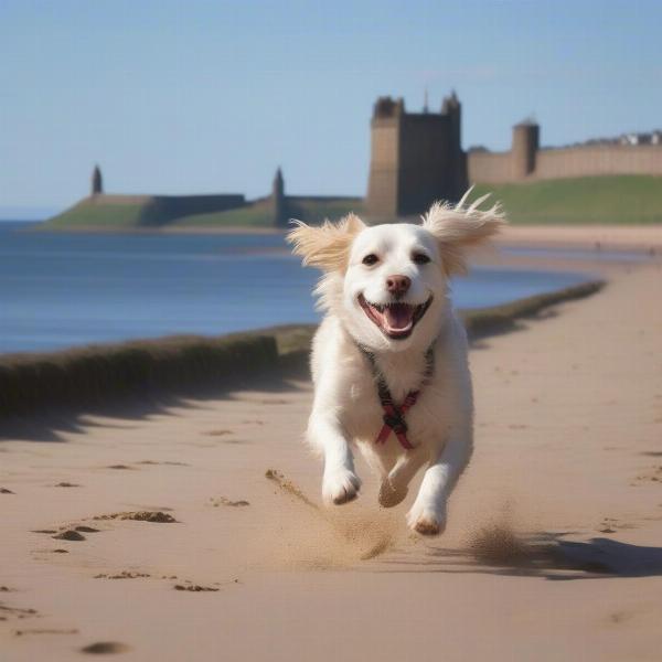 Dog walking on Berwick beach