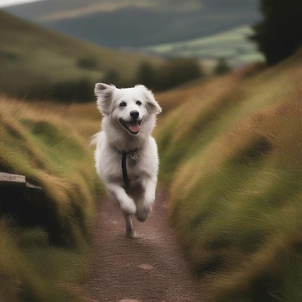 Dog enjoying a walk in the Brecon Beacons