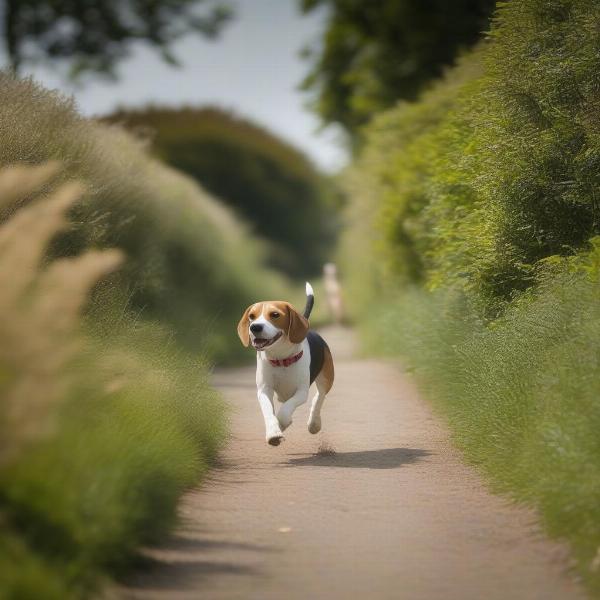 Dog walking on the Crab and Winkle Way