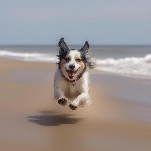 Dog enjoying a walk on Cromer beach in Norfolk